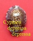 Cypraea depressa depressa, Gray 1824 